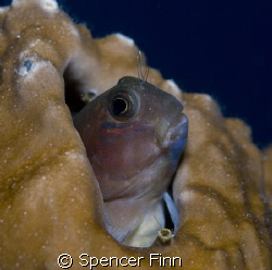 Closeup of a Blenny with 60mm lens by Spencer Finn 